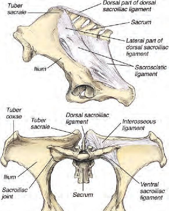 equine sacroiliac joint